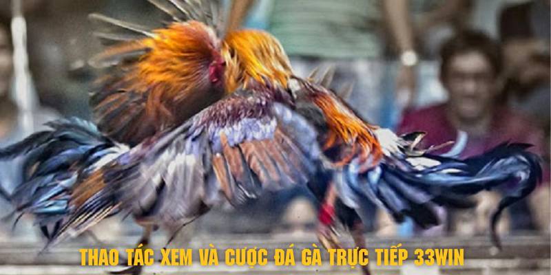 Các thao tác tham gia xem và cược đá gà trực tiếp 33Win