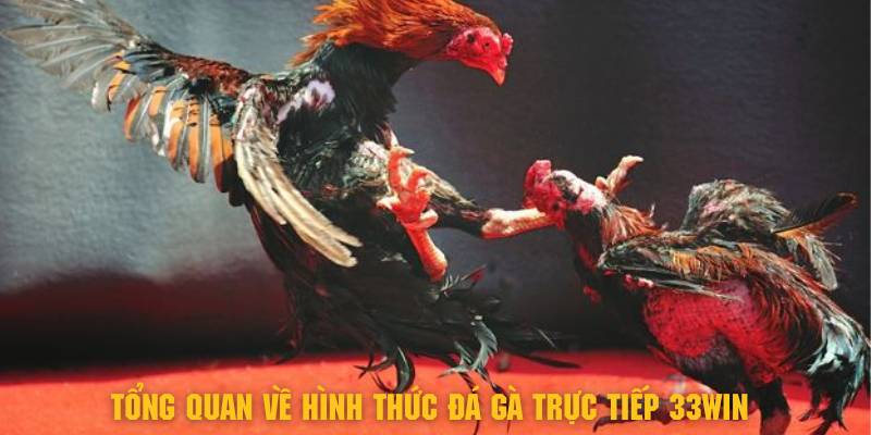 Tìm hiểu tổng quan về hình thức đá gà trực tiếp 33Win