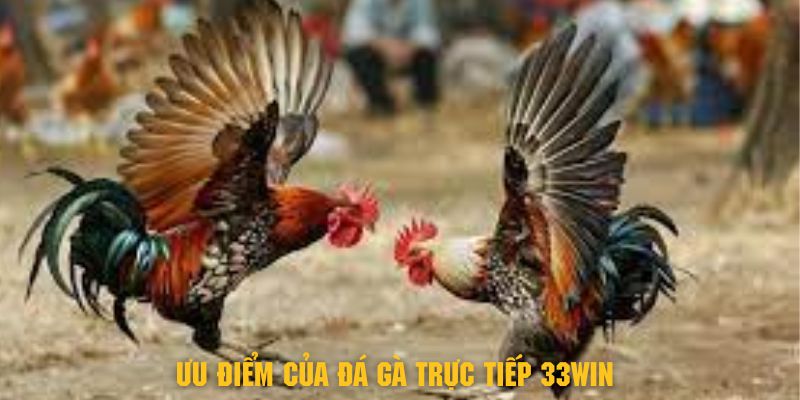 Khám phá về ưu điểm của đá gà trực tiếp tại 33Win