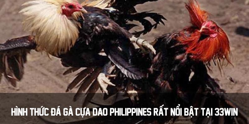 Hình thức đá gà cựa dao Philippines rất nổi bật tại 33win