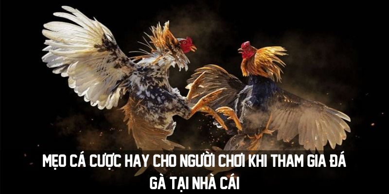 Mẹo cá cược hay cho người chơi khi tham gia đá gà tại nhà cái