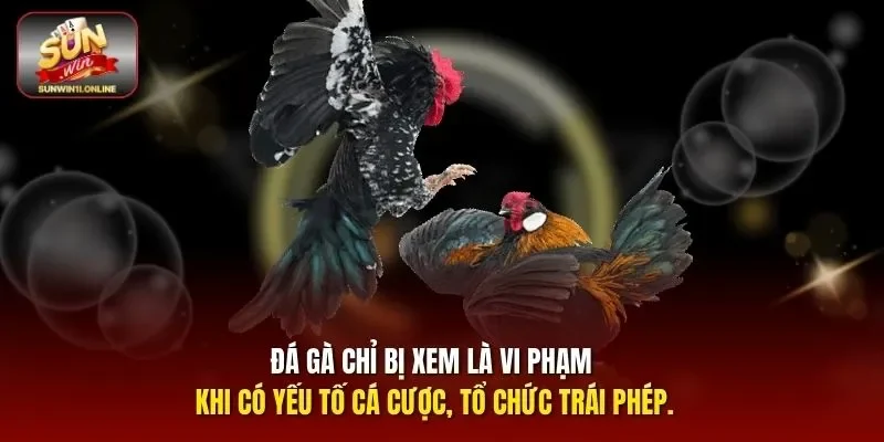 Đá Gà Có Phạm Pháp Không? Giải Đáp Chi Tiết Nhất Cho Bạn 2 Sunwin Đá gà chỉ bị xem là vi phạm khi có yếu tố cá cược, tổ chức trái phép.