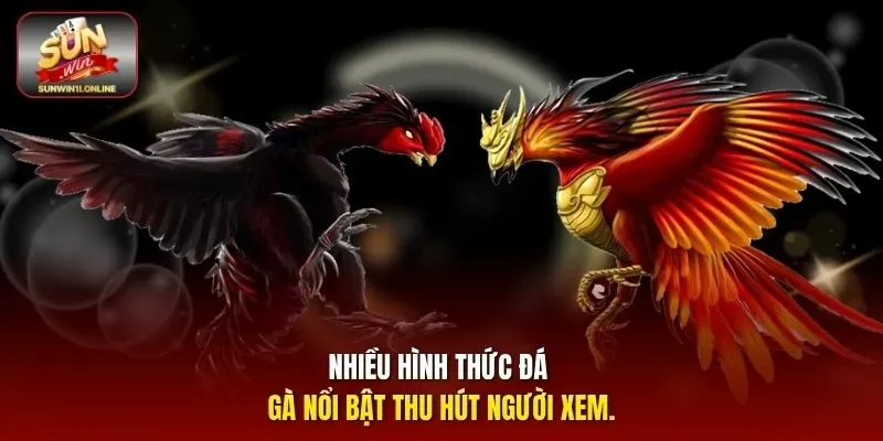 Đá Gà Có Phạm Pháp Không? Giải Đáp Chi Tiết Nhất Cho Bạn 3 Sunwin Nhiều hình thức đá gà nổi bật thu hút người xem.