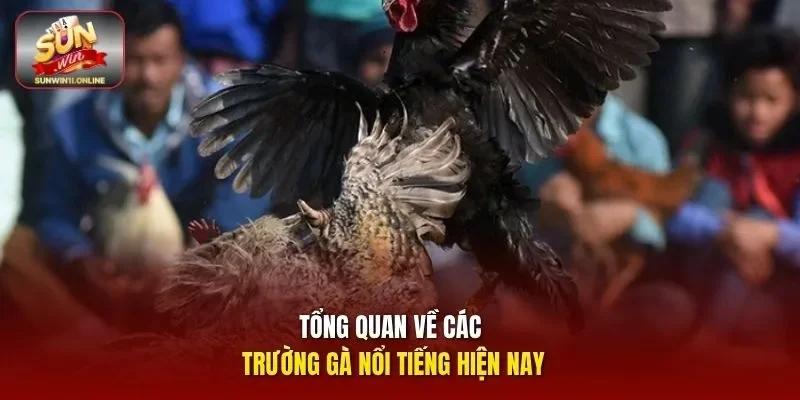 Tổng quan về Các trường gà nổi tiếng hiện nay